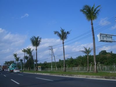 実のなる、南国にあるようなヤシの木って日本でもあるんでしょうか
