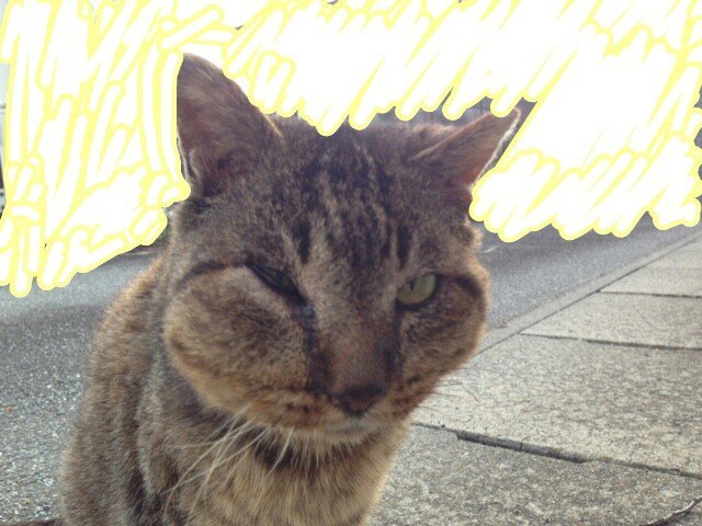 猫の顔の腫れについて。この猫の症状から考えられる病気や原因が分かる 