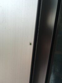 緑のダニのような虫について写真のような 2 3 ぐらいの虫が外壁など庭に大量発生 教えて 住まいの先生 Yahoo 不動産