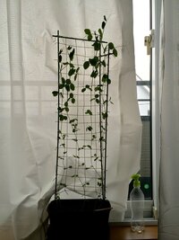 豆苗をプランターの土に植え替え育てています 家庭菜園初心者です 100均 Yahoo 知恵袋