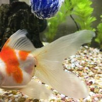 金魚のお尻から透明の物が出ています 糞と同じくらいの太さです 悪い Yahoo 知恵袋