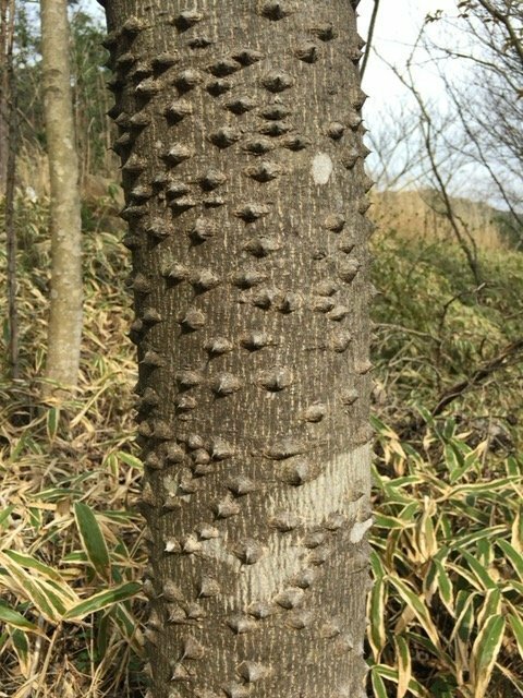 この幹は何の木ですか？今日たらの芽取りに行きましたが、タラの木