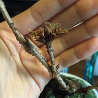 ロフトで売っている盆栽について 桜かもみじ 黒松を買うつもりです 種か Yahoo 知恵袋