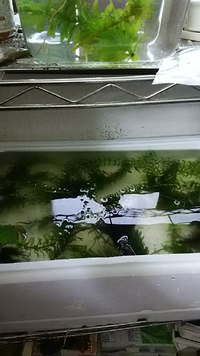 はぁ 個人的に 磁石 メダカ 水面 跳ねる Kennei Jp