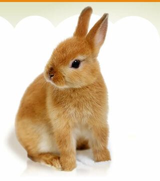 一番かわいいウサギは何ですか ネザーランドドワーフが好き Yahoo 知恵袋