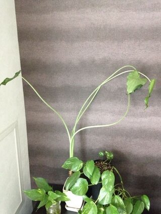 観葉植物のクワズイモの茎が伸びに伸びてすぐ倒れたり折れたりして Yahoo 知恵袋