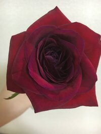 ピンクの薔薇の花束を貰った翌日から ドライフラワーにするために Yahoo 知恵袋