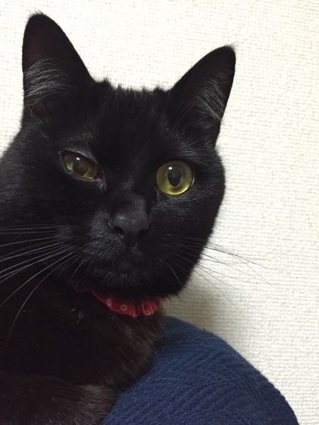 猫の瞼がいきなり腫れました。 - 数分前までは普通だったのです 