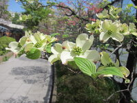 この薄黄緑色の花は何という木の花でしょうか 御衣黄や鬱金とは違 Yahoo 知恵袋