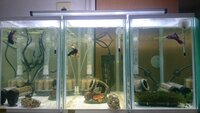 水換え頻度についてお願います 現在10リットルの容器にベタ 1匹です 立ち Yahoo 知恵袋