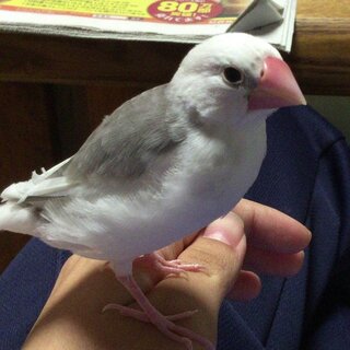 文鳥の水浴びについて白文鳥 生後１ヶ月とちょっと を4 から飼ってい Yahoo 知恵袋