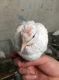 鳩の羽がはえかわるのはいつですか 鳩の毛か抜けてる気がする 繁殖 Yahoo 知恵袋