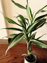 頂き物の花束に入っていた観葉植物を水差ししていたら、根が出て
