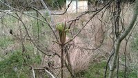 山菜の王 と呼ばれ珍重されるタラノメには コシアブラ や ハリギリ Yahoo 知恵袋