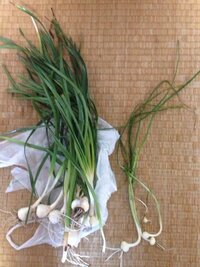 アリウムロゼウムは ノビル同様食べられますか 六年くらい前に アリウムロゼウ Yahoo 知恵袋