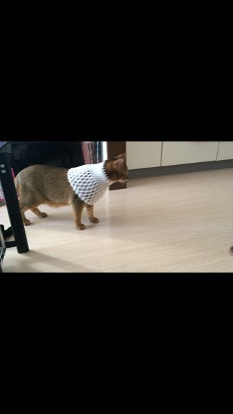 猫についてなんですが - 猫のお腹がタプタプしていてこれがルーズ 