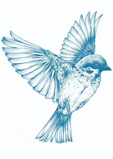 鳥 スズメなどの小鳥 の羽根の重なり順について質問です 図鑑に載っている Yahoo 知恵袋