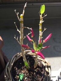花の名前を教えてください 竹のような節がついた細長い茎をしていて Yahoo 知恵袋
