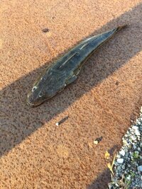 魚釣り行ったんですけど深海魚みたいな ナマズみたいな気持ち悪い Yahoo 知恵袋