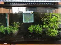 グッピー飼育している水槽の水温が35度前後になっています グッ Yahoo 知恵袋