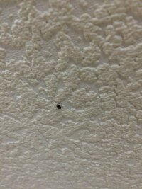 実家の中でこの小さい丸い黒い飛ぶ虫が大量発生して気持ち悪いです T T Yahoo 知恵袋