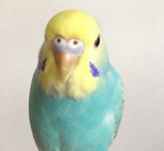 インコの性別判断について質問です 写真の生後2ヶ月のセキセイインコ レイ Yahoo 知恵袋