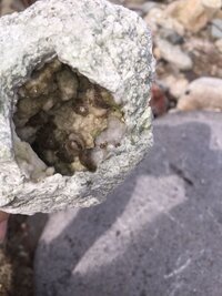 この石は何の石ですか 川原で拾いました 茶色と白の模様があります 珍しいもの Yahoo 知恵袋