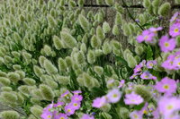 この穂の植物とピンクの花は何でしょう 猫じゃらしのような Yahoo 知恵袋