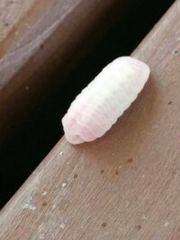 公園のベンチの上で ダンゴムシっぽい白い虫を見つけました 体長 Yahoo 知恵袋