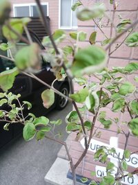 地植えのジューンベリーが毎回 葉がカラカラになり実ったことがありません Yahoo 知恵袋