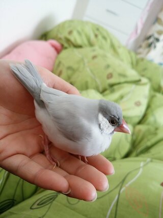 ４か月の文鳥が 昨日丸一日家を空けて帰ってきたら常に膨らんでいます 膨ら Yahoo 知恵袋