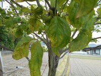 今年植えたハナミズキの葉が枯れてきています 原因は何でしょうか Yahoo 知恵袋