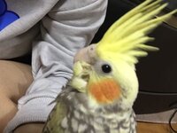 このオカメインコちゃんの名前をチークちゃんにしようと思うの Yahoo 知恵袋