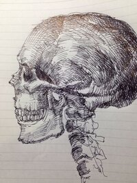 人体に興味があって こういった骸骨を描いたりするのが好きなのです 教えて しごとの先生 Yahoo しごとカタログ