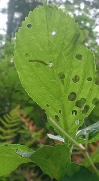 至急 白い虫の正体を教えて下さい 庭木に白い虫が大量発生しました Yahoo 知恵袋