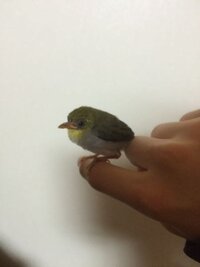 野鳥のメジロ ウグイスは 捕獲禁止の鳥なんでしょうか また 飼うのは大変な Yahoo 知恵袋