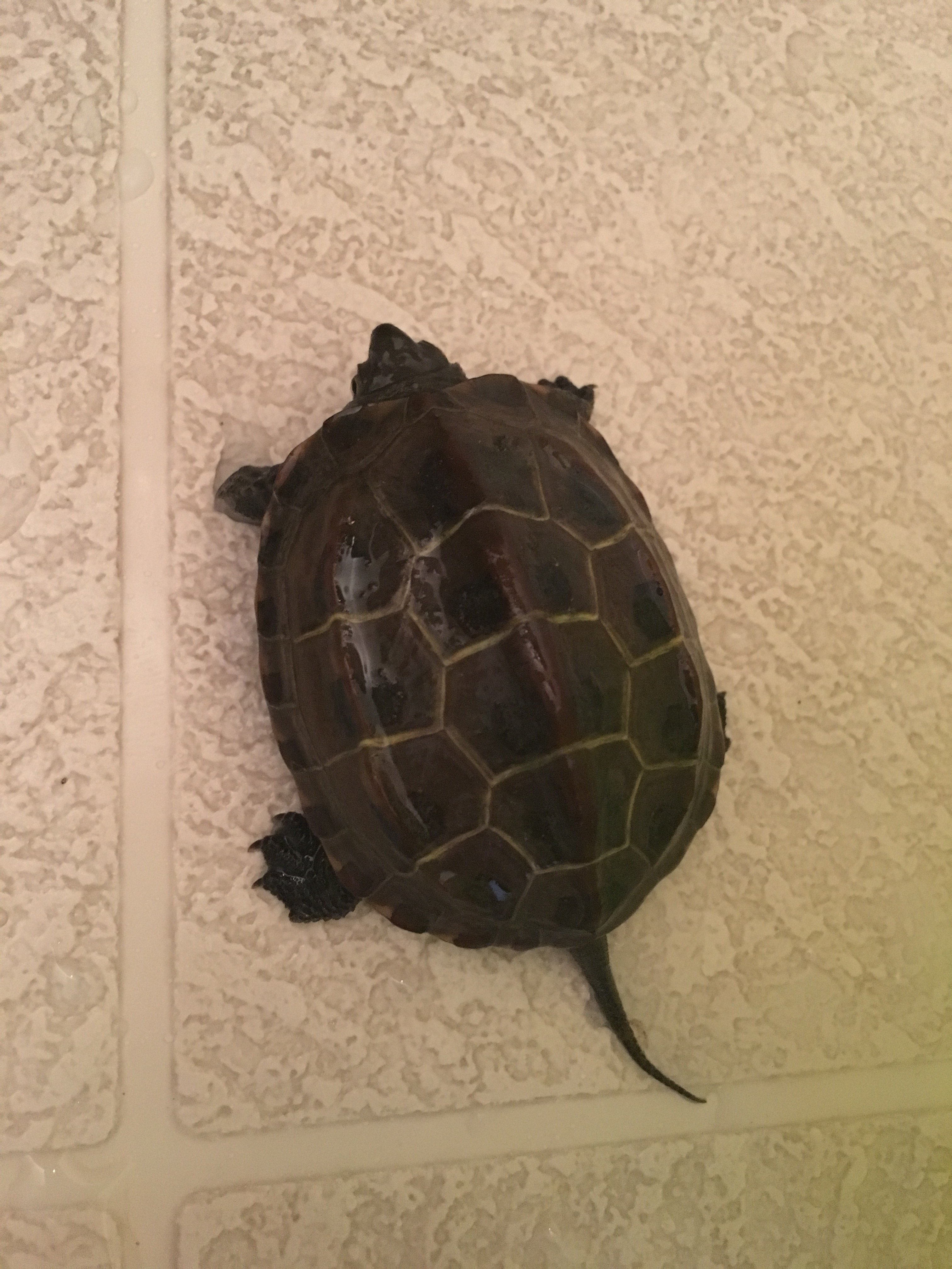 田んぼで拾ってきた亀なのですが種類がわからないのでわかる方いた Yahoo 知恵袋