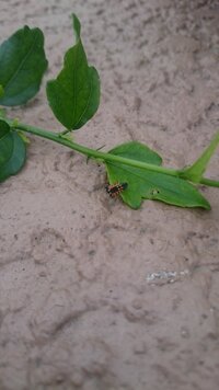 この虫は何ですか 黒とオレンジのシマシマで 植木鉢の下など湿った場所にいま Yahoo 知恵袋