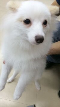 うちの犬が餌を食べません 皿から出すと食べてくれるのですが 器に入れたま Yahoo 知恵袋