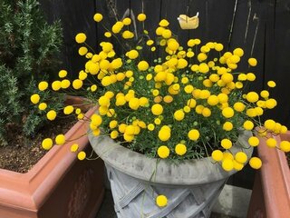 この小さい黄色い丸い花の名前を教えてください お花屋さんで探しましたがな Yahoo 知恵袋