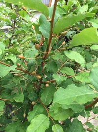 グミの木に花がまったく咲きません 挿し木したグミの苗を3 4年前に Yahoo 知恵袋