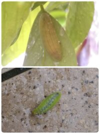 ドングリの木の新芽を食い尽くされました 平べったい青虫 何の幼虫ですか Yahoo 知恵袋