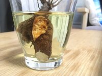 メネデール 植物活力素 を初めて使います 葉が垂れ下がって弱り Yahoo 知恵袋