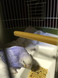 セキセイインコ雛 変な鳴き方 明日で飼い始めて一週間のセキセイインコの雛 Yahoo 知恵袋