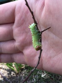 この青虫は何の子供ですか 頭が茶色で 緑の体細かなトゲが生えて Yahoo 知恵袋