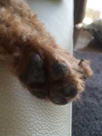 我が家の トイプードル ８歳 の肉球が カサカサ 白っぽくなっています Yahoo 知恵袋