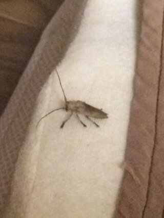 この虫の名前を教えてください ふと枕元を見たらいました Yahoo 知恵袋