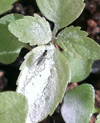 ハーブのローズマリーにアブラムシが付いてしまいました ローズマリーは害虫が付き Yahoo 知恵袋