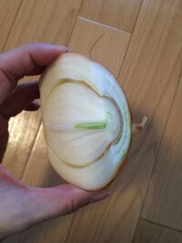 玉ねぎを切ったら茶色い部分がありました これって腐ってますか 料理 はい Yahoo 知恵袋