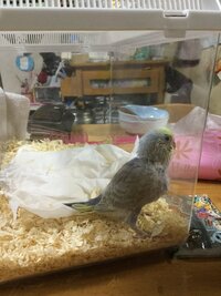 セキセイインコのひなを飼い始めました 体温もあり 元気そうにか Yahoo 知恵袋